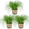 3x Cyperus 'Zumula' - Kattengras - Kamerplant - Huisdiervriendelijk - ⌀12 Cm - 20-25 Cm