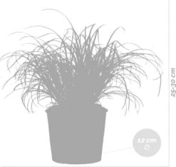Cyperus Alternifolius 'Zumula' - Kattengras - Kamerplant - Huisdiervriendelijk - ⌀12 Cm - 20-25 Cm -Tuinverzorgings Winkel 1200x1141 7