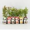 Mini Fruitplanten Mix - Set Van 6 Verschillende Soorten Fruit - Hoogte 30-40 Cm -Tuinverzorgings Winkel 1200x1143 2