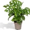 Monstera Monkey Leaf - Gatenplant - 30cm - Ø12 -Tuinverzorgings Winkel 1200x1147 6