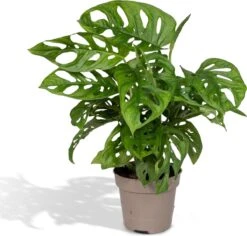 Monstera Monkey Leaf - Gatenplant - 30cm - Ø12
