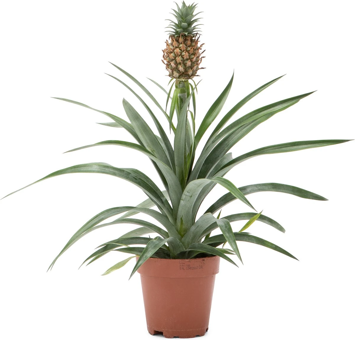 WL Plants - Ananasplant - Ananas Comosus - Kamerplanten - Bromelia - Anti Snurk - Zeer Luchtzuiverend - Gemakkelijk Te Verzorgen - ± 45cm hoog – 12 cm diameter - In Kweekpot WL Plants - Ananasplant - Ananas Comosus - Kamerplanten - Bromelia - Anti Snurk - Zeer Luchtzuiverend - Gemakkelijk Te Verzorgen - ± 45cm Hoog – 12 Cm Diameter - In Kweekpot -Tuinverzorgings Winkel 1200x1148 11