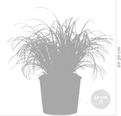 3x Cyperus 'Zumula' - Kattengras - Kamerplant - Huisdiervriendelijk - ⌀12 Cm - 20-25 Cm -Tuinverzorgings Winkel 1200x1150 5