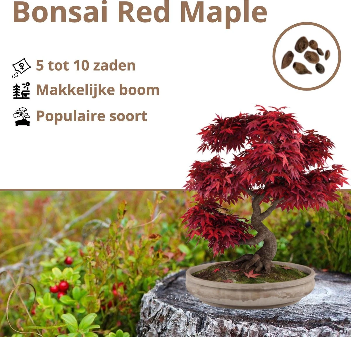 B-seed Zaden Set Incl. e-Book Bonsai Zaden Kweken - Boompje in Pot - Kamerplanten - Kweekset – Cadeau Man & Vrouw - Geschenkset B-seed Zaden Set Incl. E-Book Bonsai Zaden Kweken - Boompje In Pot - Kamerplanten - Kweekset – Cadeau Man & Vrouw - Geschenkset -Tuinverzorgings Winkel 1200x1150 6
