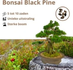 B-seed Zaden Set Incl. E-Book Bonsai Zaden Kweken - Boompje In Pot - Kamerplanten - Kweekset – Cadeau Man & Vrouw - Geschenkset 4 B-seed Zaden Set Incl. E-Book Bonsai Zaden Kweken - Boompje In Pot - Kamerplanten - Kweekset – Cadeau Man & Vrouw - Geschenkset -Tuinverzorgings Winkel 1200x1150 7