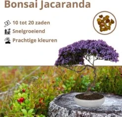 B-seed Zaden Set Incl. E-Book Bonsai Zaden Kweken - Boompje In Pot - Kamerplanten - Kweekset – Cadeau Man & Vrouw - Geschenkset 5 B-seed Zaden Set Incl. E-Book Bonsai Zaden Kweken - Boompje In Pot - Kamerplanten - Kweekset – Cadeau Man & Vrouw - Geschenkset -Tuinverzorgings Winkel 1200x1150 8
