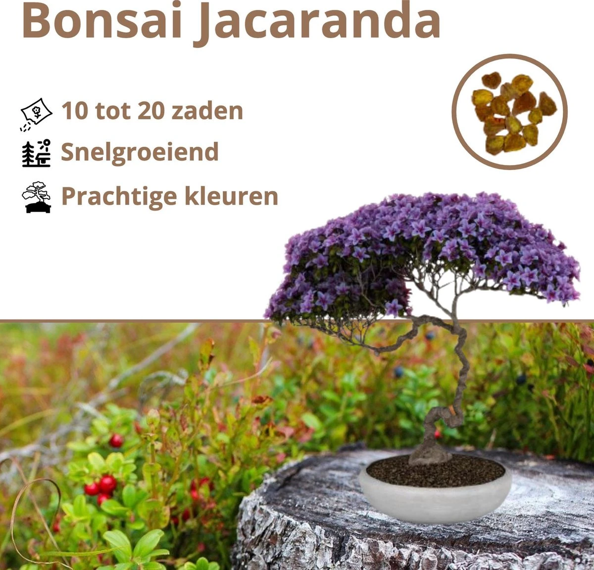 B-seed Zaden Set Incl. e-Book Bonsai Zaden Kweken - Boompje in Pot - Kamerplanten - Kweekset – Cadeau Man & Vrouw - Geschenkset B-seed Zaden Set Incl. E-Book Bonsai Zaden Kweken - Boompje In Pot - Kamerplanten - Kweekset – Cadeau Man & Vrouw - Geschenkset -Tuinverzorgings Winkel 1200x1150 8