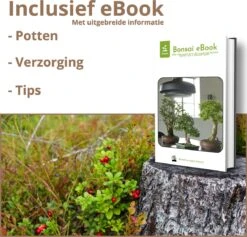 B-seed Zaden Set Incl. E-Book Bonsai Zaden Kweken - Boompje In Pot - Kamerplanten - Kweekset – Cadeau Man & Vrouw - Geschenkset 7 B-seed Zaden Set Incl. E-Book Bonsai Zaden Kweken - Boompje In Pot - Kamerplanten - Kweekset – Cadeau Man & Vrouw - Geschenkset -Tuinverzorgings Winkel 1200x1151 10