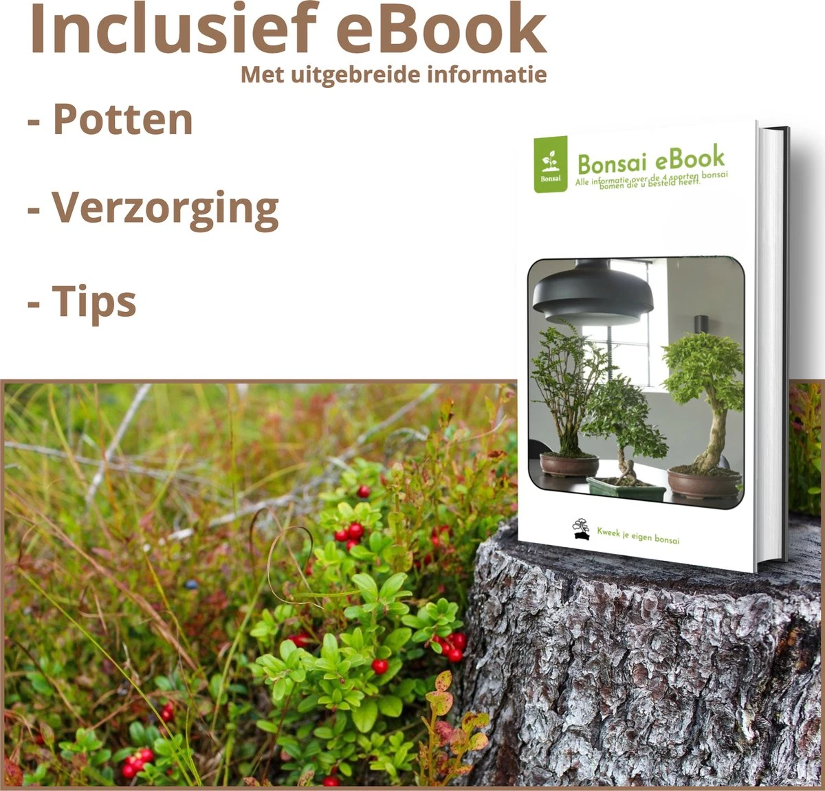B-seed Zaden Set Incl. e-Book Bonsai Zaden Kweken - Boompje in Pot - Kamerplanten - Kweekset – Cadeau Man & Vrouw - Geschenkset B-seed Zaden Set Incl. E-Book Bonsai Zaden Kweken - Boompje In Pot - Kamerplanten - Kweekset – Cadeau Man & Vrouw - Geschenkset -Tuinverzorgings Winkel 1200x1151 10
