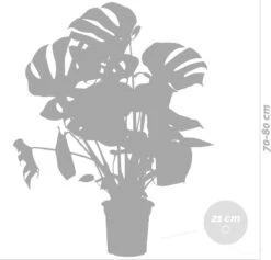 Monstera Deliciosa - Gatenplant - Kamerplant - Luchtzuiverend - ⌀21 Cm - 70-80 Cm -Tuinverzorgings Winkel 1200x1151 3