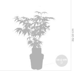 4x Acer Mix - Orange Dream - Going Green - Butterfly - Atropurpureum - ⌀10.5 Cm - 25-30 Cm -Tuinverzorgings Winkel 1200x1151 4