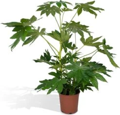 Fatsia Japonica Groen - 85cm