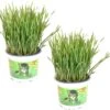 Kattengras - Gerst - Huisdier - Diervriendelijke Kamerplant - Triticum Aestivum - Potmaat Ø12cm - 2 Stuks -Tuinverzorgings Winkel 1200x1151 6