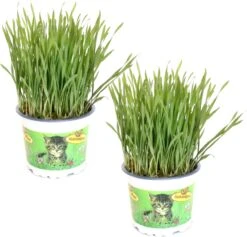 Kattengras - Gerst - Huisdier - Diervriendelijke Kamerplant - Triticum Aestivum - Potmaat Ø12cm - 2 Stuks