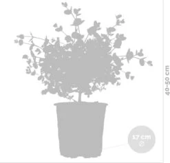 Eucalyptus Gunnii - Gomboom - Heester - Groenblijvend - ⌀17 Cm - 40-50 Cm 8 Eucalyptus Gunnii - Gomboom - Heester - Groenblijvend - ⌀17 Cm - 40-50 Cm -Tuinverzorgings Winkel 1200x1151 7