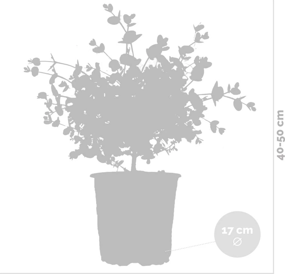 Eucalyptus gunnii - Gomboom - Heester - Groenblijvend - ⌀17 cm - 40-50 cm Eucalyptus Gunnii - Gomboom - Heester - Groenblijvend - ⌀17 Cm - 40-50 Cm -Tuinverzorgings Winkel 1200x1151 7