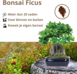 B-seed Zaden Set Incl. E-Book Bonsai Zaden Kweken - Boompje In Pot - Kamerplanten - Kweekset – Cadeau Man & Vrouw - Geschenkset 6 B-seed Zaden Set Incl. E-Book Bonsai Zaden Kweken - Boompje In Pot - Kamerplanten - Kweekset – Cadeau Man & Vrouw - Geschenkset -Tuinverzorgings Winkel 1200x1151 9