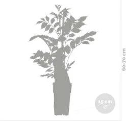 Wisteria Sinensis Prolific – Blauwe Regen – Klimplant – Onderhoudsvriendelijk - ⌀15 Cm - 60-70 Cm -Tuinverzorgings Winkel 1200x1152 11