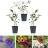 WL Plants - Mix Van 3 - Buddleja Davidii - 'Pink Delight' - 'Nanho Blue' - 'White Profusion' - Roze, Wit En Blauw - Vlinderstruik - Winterhard - Tuinplanten - ± 25cm Hoog - 9cm Diameter - In Kweekpot -Tuinverzorgings Winkel 1200x1153 7