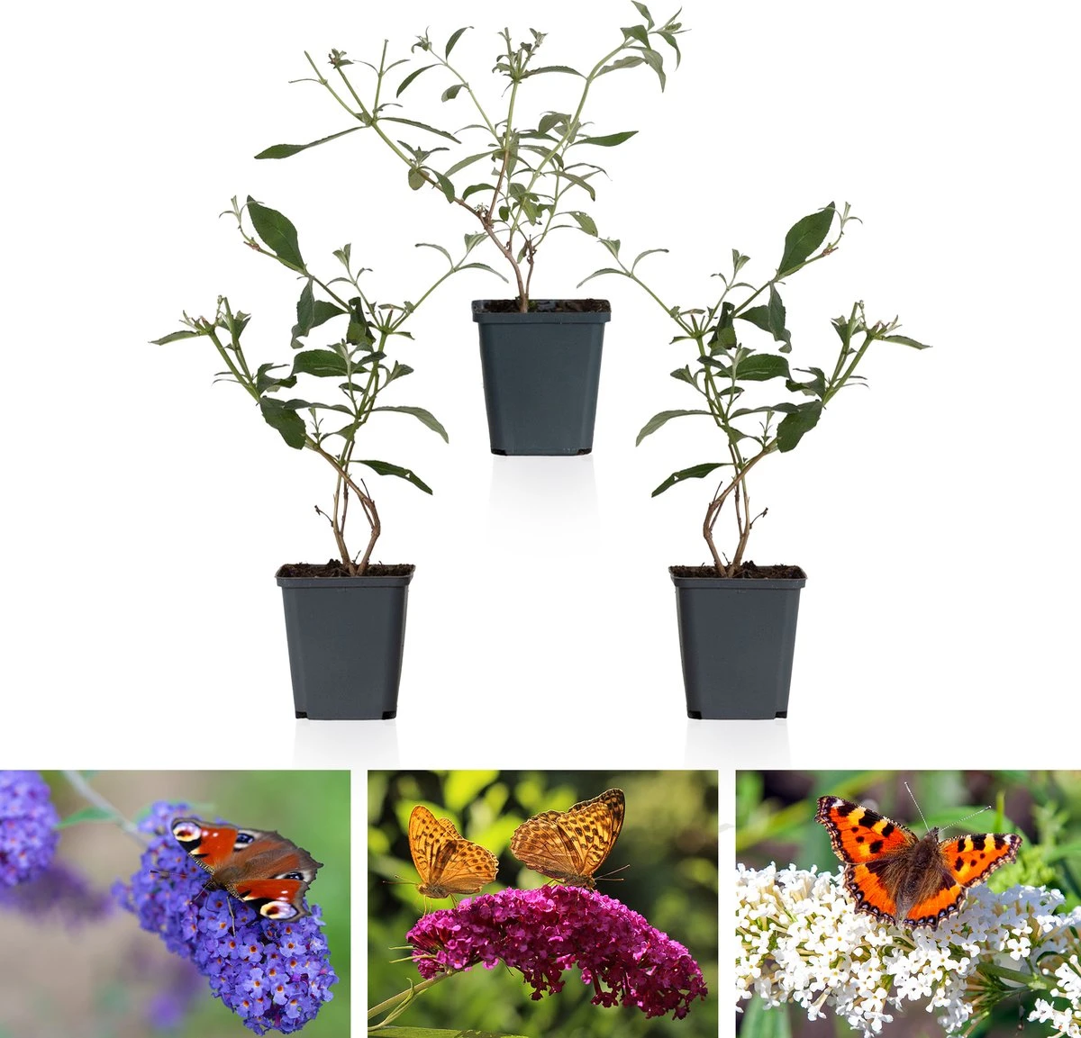 WL Plants - Mix van 3 - Buddleja Davidii - 'Pink Delight' - 'Nanho Blue' - 'White Profusion' - Roze, Wit en Blauw - Vlinderstruik - Winterhard - Tuinplanten - ± 25cm hoog - 9cm diameter - in Kweekpot WL Plants - Mix Van 3 - Buddleja Davidii - 'Pink Delight' - 'Nanho Blue' - 'White Profusion' - Roze, Wit En Blauw - Vlinderstruik - Winterhard - Tuinplanten - ± 25cm Hoog - 9cm Diameter - In Kweekpot -Tuinverzorgings Winkel 1200x1153 7