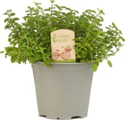 Mix Van 6 Italiaanse Kruidenplanten / The Herbs Family -Tuinverzorgings Winkel 1200x1153 8