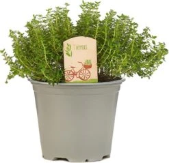 Mix Van 6 Italiaanse Kruidenplanten / The Herbs Family -Tuinverzorgings Winkel 1200x1162 8