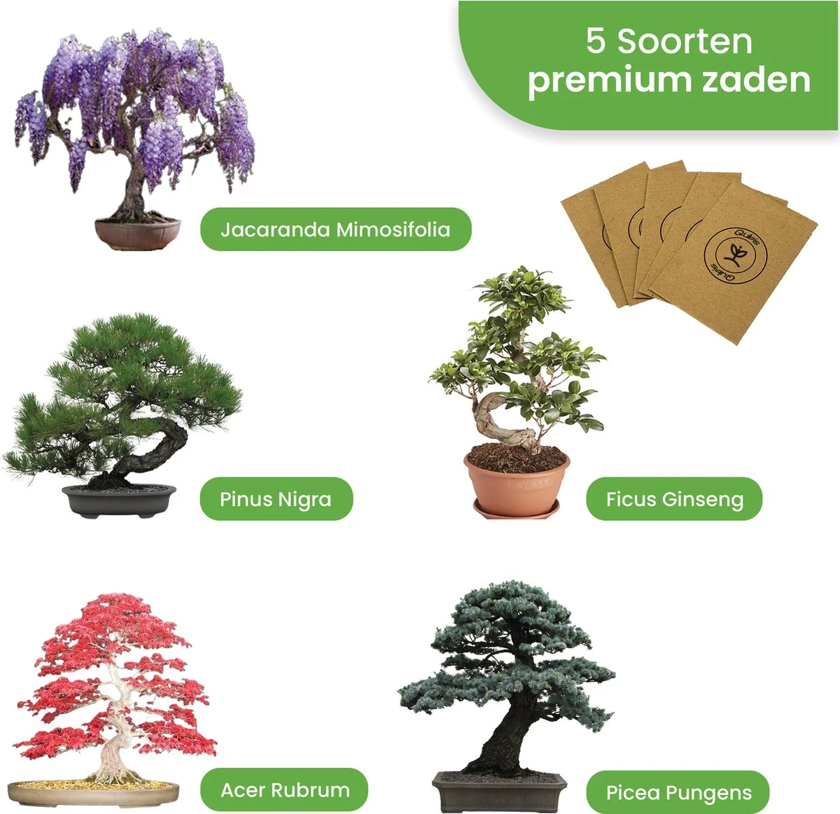 Qubis Bonsai Starters Kit - 23 Delige Kweekset - 5 Soorten Premium Zaden - DIY Pakket - Binnen Bonsai Boompje Kweken - Incl. Rouwvliegjes Vanger Qubis Bonsai Starters Kit - 23 Delige Kweekset - 5 Soorten Premium Zaden - DIY Pakket - Binnen Bonsai Boompje Kweken - Incl. Rouwvliegjes Vanger -Tuinverzorgings Winkel 1200x1163 1