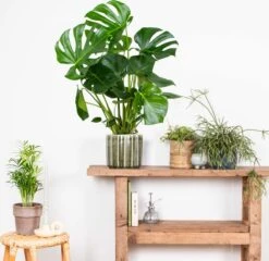 Monstera Deliciosa - Gatenplant - Kamerplant - Luchtzuiverend - ⌀21 Cm - 70-80 Cm -Tuinverzorgings Winkel 1200x1164 5