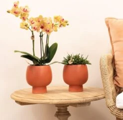 Kolibri Orchids | Oranje Phalaenopsis Orchidee - 35cm Hoog - Potmaat Ø9cm | Bloeiende Kamerplant - Vers Van De Kweker -Tuinverzorgings Winkel 1200x1167 5