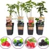 Grootmoeders Jam Mix - Mix Van 4 Fruitplanten: Framboos, Blauwe Bes, Rode Bes, Braam - Hoogte 50-60cm -Tuinverzorgings Winkel 1200x1172 7