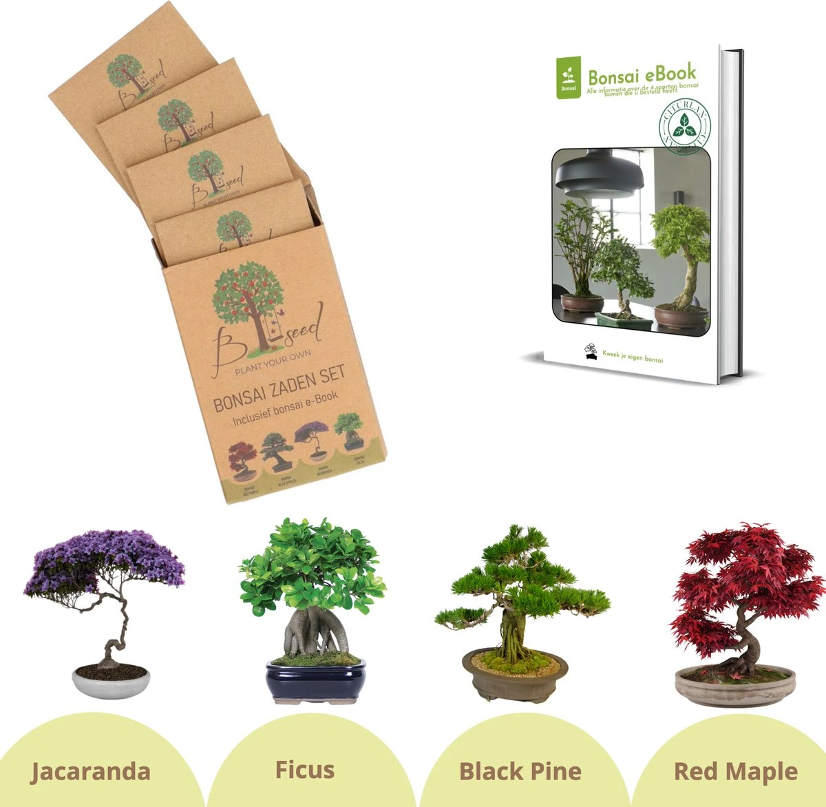 B-seed Zaden Set Incl. e-Book Bonsai Zaden Kweken - Boompje in Pot - Kamerplanten - Kweekset – Cadeau Man & Vrouw - Geschenkset B-seed Zaden Set Incl. E-Book Bonsai Zaden Kweken - Boompje In Pot - Kamerplanten - Kweekset – Cadeau Man & Vrouw - Geschenkset -Tuinverzorgings Winkel 1200x1172 8