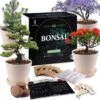 Bonsai Starters Kit - Bonsai Boompje - 5 Delige Set - 4 Soorten Zaden - Incl. E-book & Schaartje 1 Bonsai Starters Kit - Bonsai Boompje - 5 Delige Set - 4 Soorten Zaden - Incl. E-book & Schaartje -Tuinverzorgings Winkel 1200x1178 15