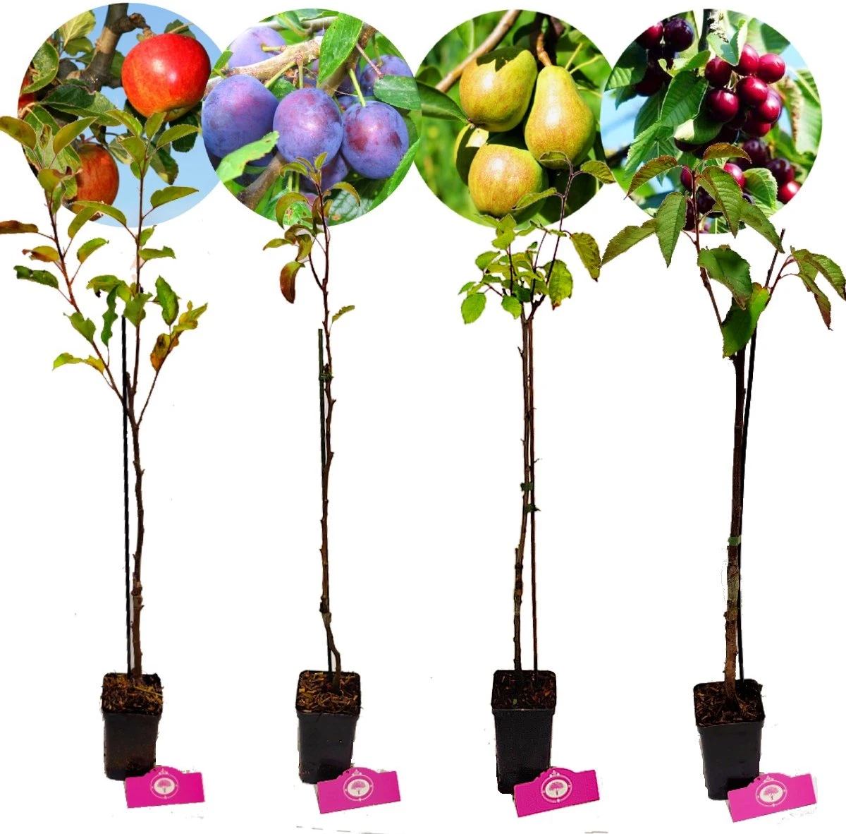 Set van 4 fruitbomen - 1 Appel, 1 Peer, 1 Kers, 1 Pruim - Hoogte 60cm - 9cm pot - Mix A Set Van 4 Fruitbomen - 1 Appel, 1 Peer, 1 Kers, 1 Pruim - Hoogte 60cm - 9cm Pot - Mix A -Tuinverzorgings Winkel 1200x1182 5