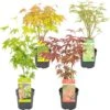 4x Acer Mix - Orange Dream - Going Green - Butterfly - Atropurpureum - ⌀10.5 Cm - 25-30 Cm 2 4x Acer Mix - Orange Dream - Going Green - Butterfly - Atropurpureum - ⌀10.5 Cm - 25-30 Cm -Tuinverzorgings Winkel 1200x1185 4