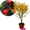 Punica Granatum 'Acco', Granaatappel, 2 Liter Pot