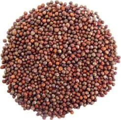 Biologische Broccoli Kiemzaden 250 Gram -Tuinverzorgings Winkel 1200x1192 6