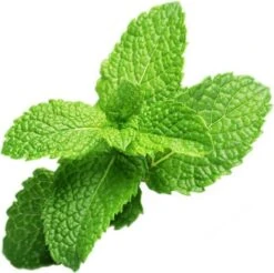 Peppermint Refill 3-Pack Smart Garden 4 Peppermint Refill 3-Pack Smart Garden -Tuinverzorgings Winkel 1200x1193 11