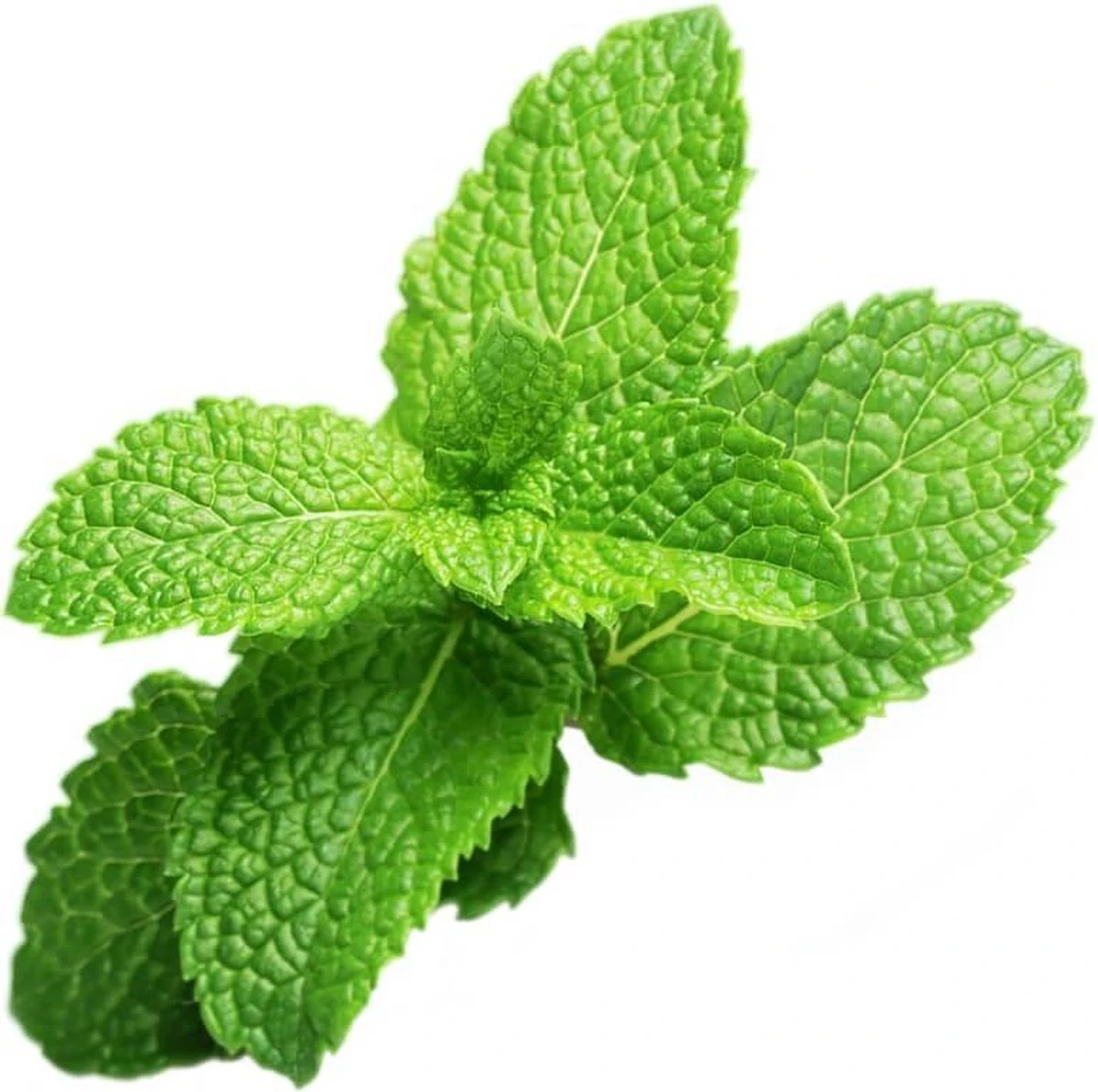 Peppermint Refill 3-Pack Smart Garden Peppermint Refill 3-Pack Smart Garden -Tuinverzorgings Winkel 1200x1193 11