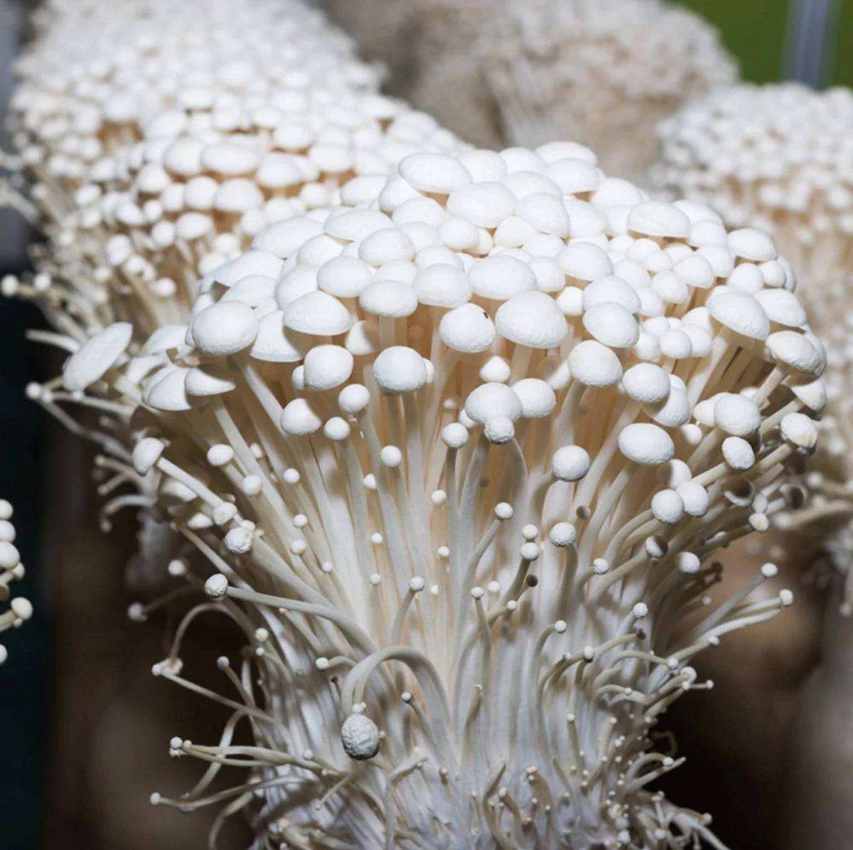 ToshiFarm Broed voor Enoki - 50 gram - Zelf Enoki kweken - Broed voor Fluweelpootje - Paddenstoel Sporen - Eco Cadeau ToshiFarm Broed Voor Enoki - 50 Gram - Zelf Enoki Kweken - Broed Voor Fluweelpootje - Paddenstoel Sporen - Eco Cadeau -Tuinverzorgings Winkel 1200x1195 14