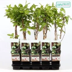 Kiwibes Zelfbestuivend – Actinidia Arguta Kiwiberry (Issai) Fruitstruik
