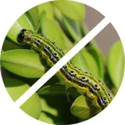 TOPBUXUS Anti Rups (voorheen XenTari) Tegen Buxusrups - Buxusmot - Voor 200 M² Buxus -Tuinverzorgings Winkel 1200x1197 21