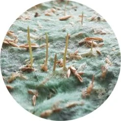 Graszaadmat - Graszaden - Gras Reparatie - Gras Aanleg - Gras Herstel - Graszaad Op Rol - Grasrol - Zeer Gemakkelijk In Gebruik - Biologisch Gras - 0,90X11,1=9,99m2 -Tuinverzorgings Winkel 1200x1197 24