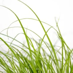 Cyperus Alternifolius 'Zumula' - Kattengras - Kamerplant - Huisdiervriendelijk - ⌀12 Cm - 20-25 Cm -Tuinverzorgings Winkel 1200x1198 27