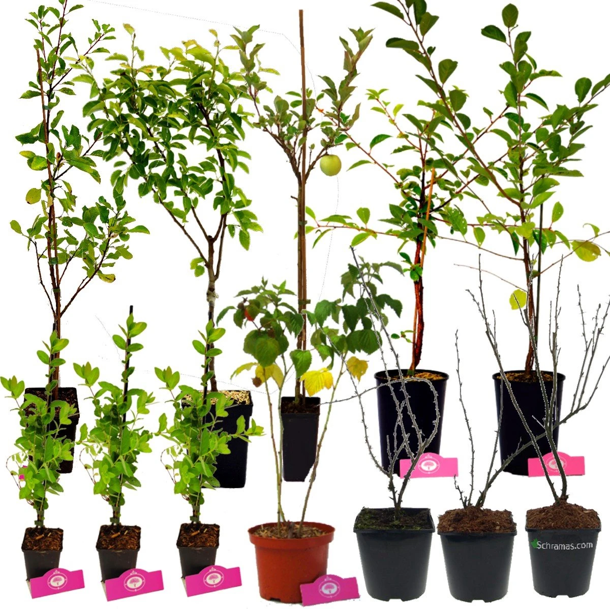 Voedselbos pakket - 20 Fruitplanten - Op 25m2 Wildplukken! - Permacultuur - moestuin - Voordeelpakket Voedselbos Pakket - 20 Fruitplanten - Op 25m2 Wildplukken! - Permacultuur - Moestuin - Voordeelpakket -Tuinverzorgings Winkel 1200x1198 28