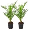 2x Phoenix Canariensis - Canarische Dadelpalm - Palm - Winterhard - ⌀15 Cm - 50-60 Cm 1 2x Phoenix Canariensis - Canarische Dadelpalm - Palm - Winterhard - ⌀15 Cm - 50-60 Cm -Tuinverzorgings Winkel 1200x1198 29