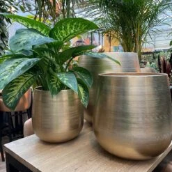 Merkloos Karakter Pot Alu Neo Gold ø40x40cm -Tuinverzorgings Winkel 1200x1198 40