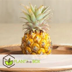 Plant In A Box - Ananasplant Mi Amigo - Kamerplant - Pot 12cm - Hoogte 35-45cm -Tuinverzorgings Winkel 1200x1199 20