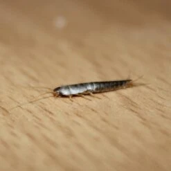 HGX Spray Tegen Zilvervisjes - 13463N - 400ml - Effectief Tegen Zilvervisjes - Vlekvrij - Werkt Tot 6 Weken 4 HGX Spray Tegen Zilvervisjes - 13463N - 400ml - Effectief Tegen Zilvervisjes - Vlekvrij - Werkt Tot 6 Weken -Tuinverzorgings Winkel 1200x1200 1082