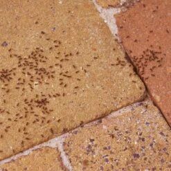 HGX Mierenpoeder - NL-0017904-0002 - 75gr- Bestrijdt Het Gehele Nest - Werkt Binnen Een Uur - Voor Buiten 5 HGX Mierenpoeder - NL-0017904-0002 - 75gr- Bestrijdt Het Gehele Nest - Werkt Binnen Een Uur - Voor Buiten -Tuinverzorgings Winkel 1200x1200 1084