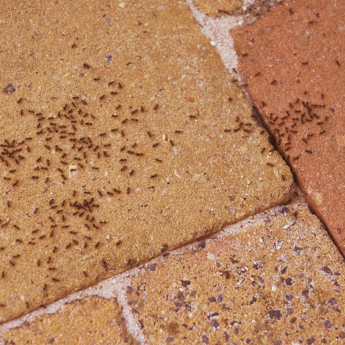 HGX mierenpoeder - NL-0017904-0002 - 75gr- bestrijdt het gehele nest - werkt binnen een uur - voor buiten HGX Mierenpoeder - NL-0017904-0002 - 75gr- Bestrijdt Het Gehele Nest - Werkt Binnen Een Uur - Voor Buiten -Tuinverzorgings Winkel 1200x1200 1084